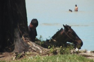 Horses Documental - Dir. Juliana Rodríguez