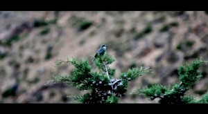 simultáneo  Andes Fanúndes Toro  María de los Ángeles Toro 3