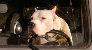 Bombon filmakersmovie