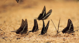 El vuelo de la mariposa Trip In México Filmakersmovie