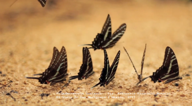 El vuelo de la mariposa Trip In México Filmakersmovie